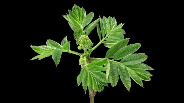 Aronia Branch Growing In Spring: Stock Video