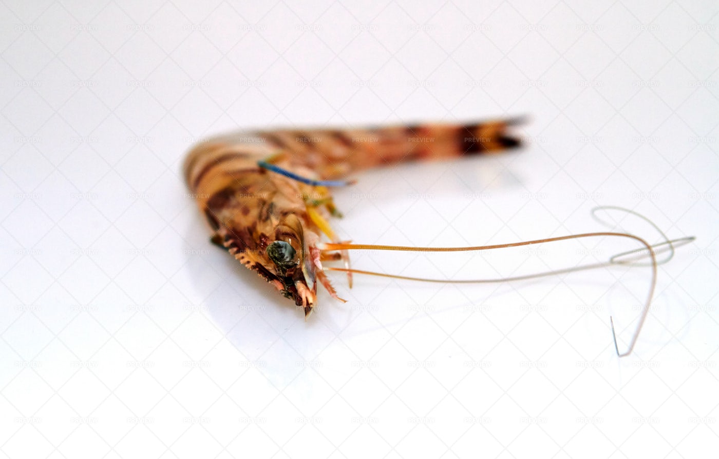 One Raw Tiger Prawn: Stock Photos