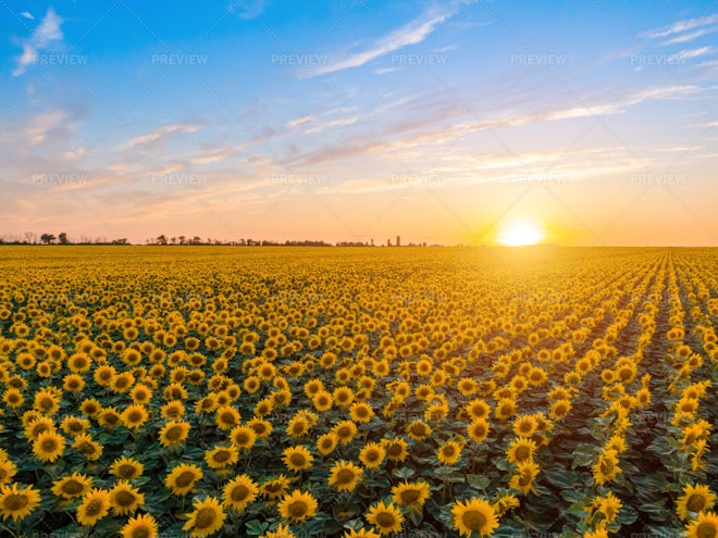 Stock Photos Agriculture | Motion Array