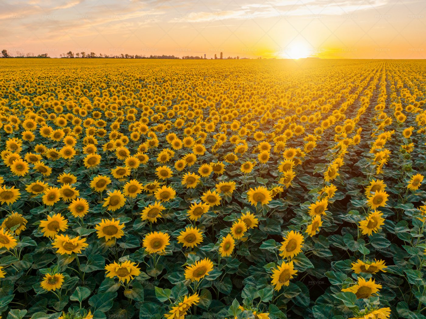 Rows Of Sunflowers: Stock Photos
