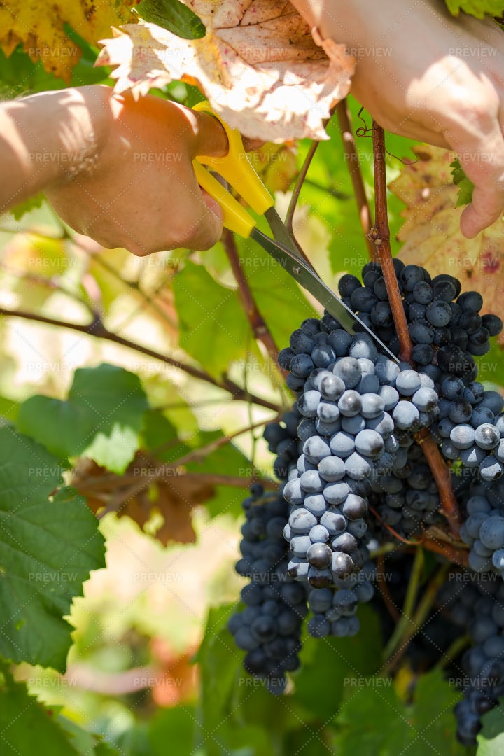 Ripe Purple Grapes Close-Up: Stock Photos