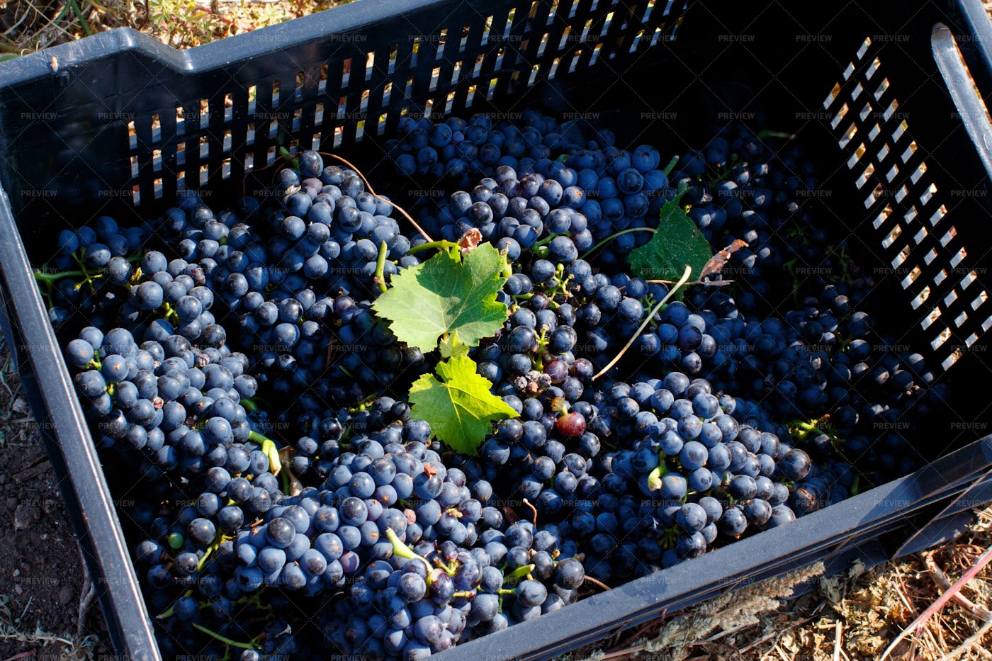 Grapes In A Crate: Stock Photos