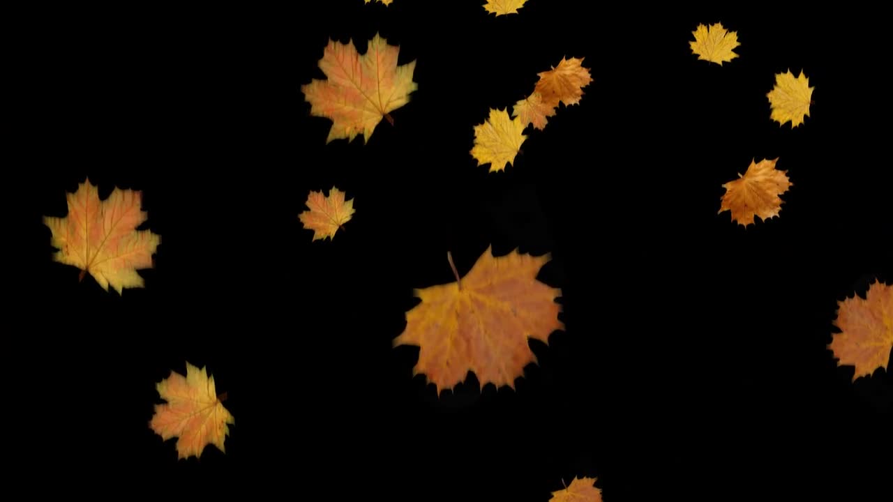 Falling Autumn Leaves Loop - Stock Motion Graphics | Motion Array