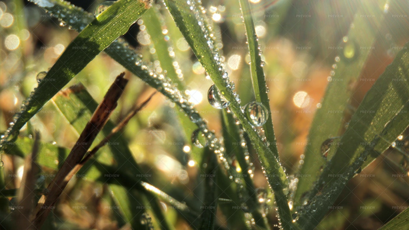 Droplets On Grass: Stock Photos