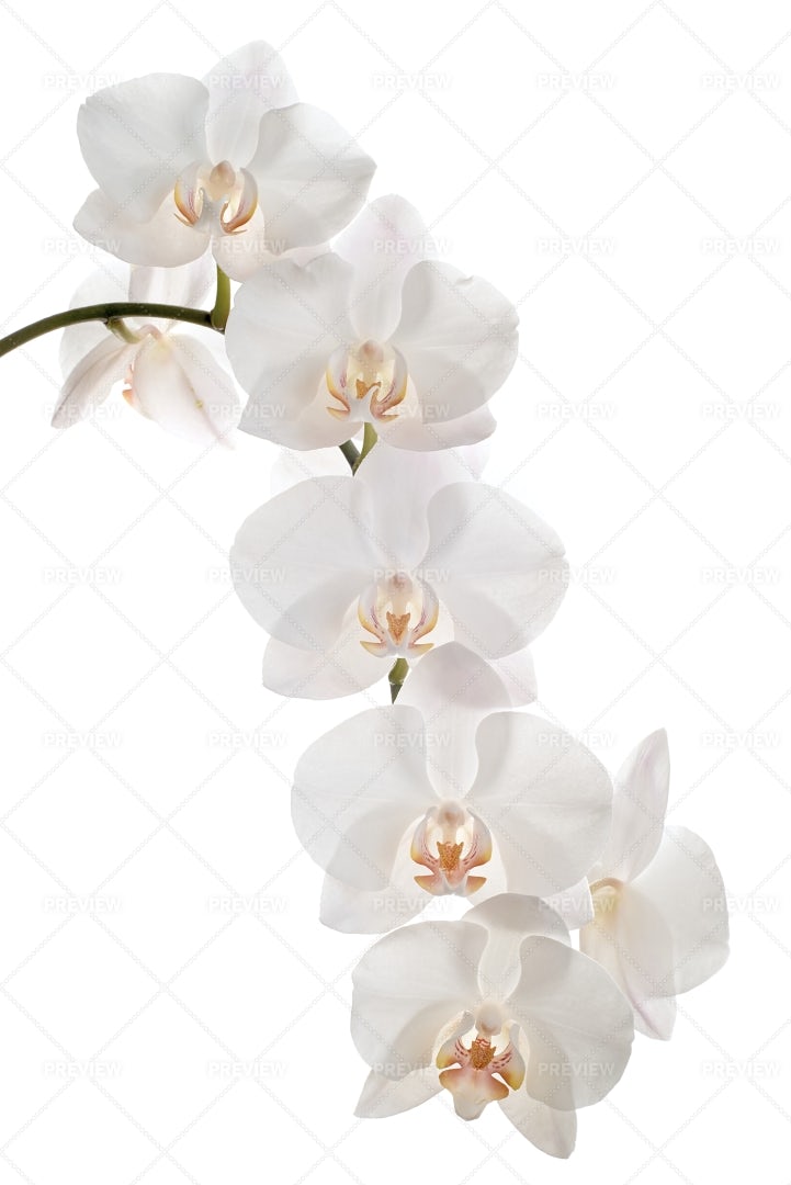 White Orchid Flowers: Stock Photos
