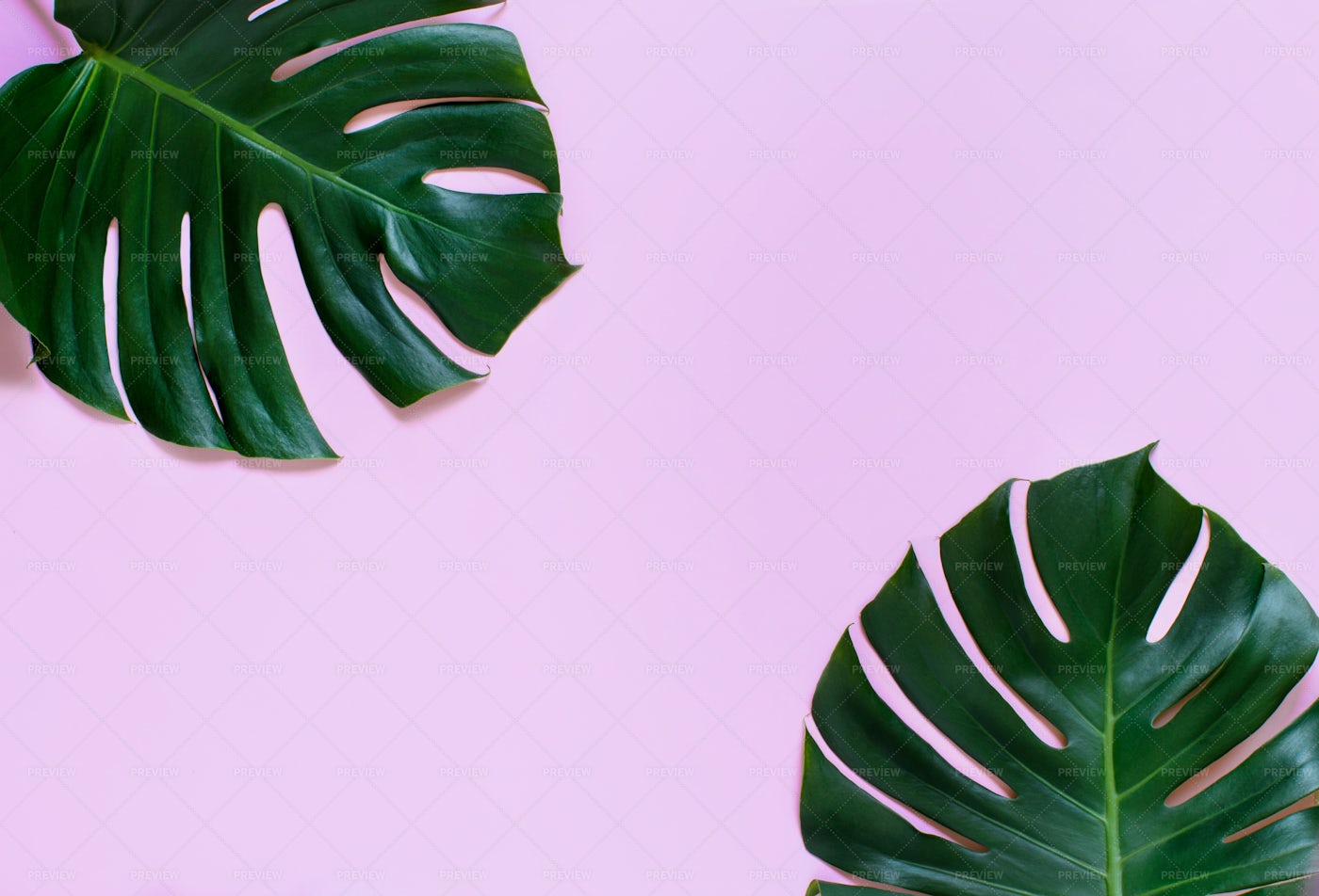 Monstera Leaves On Pink Background - Stock Photos | Motion Array