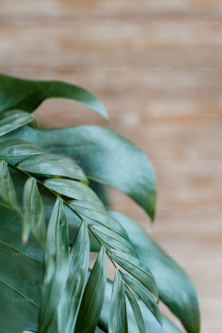 Monstera And Palm Leaves: Stock Photos
