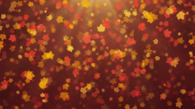 Autumn Leaves Background Stock Motion Graphics Motion Array