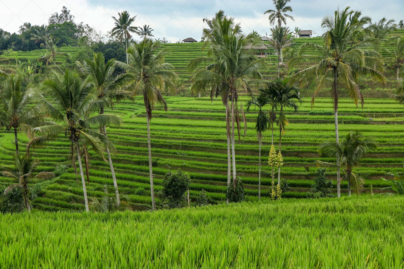 Green Rice Fields: Stock Photos
