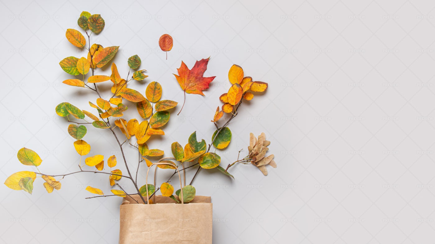 Bag Of Fall Leaves: Stock Photos
