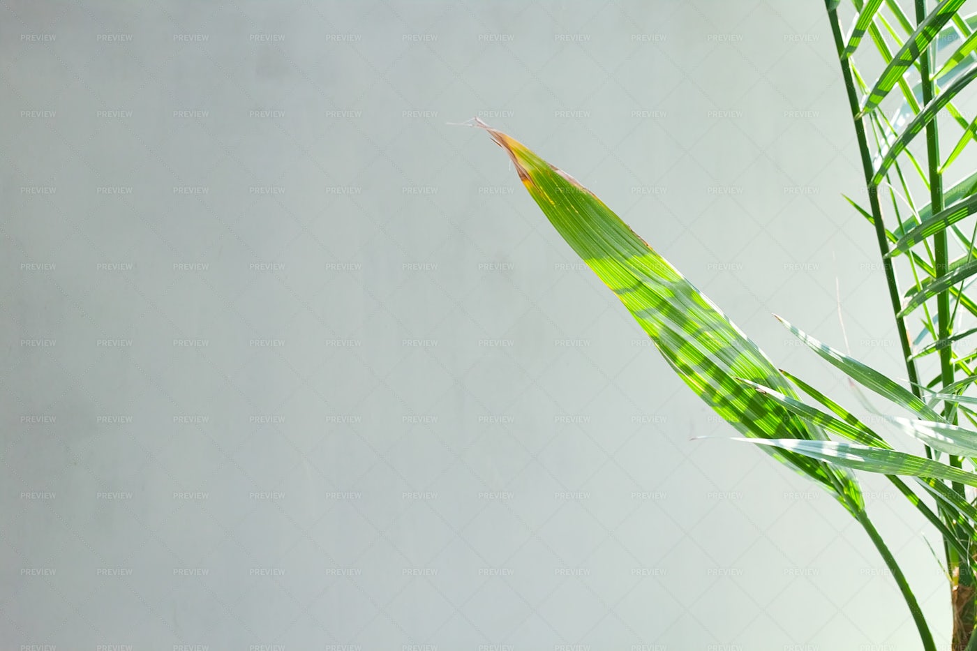 Palm Leaves: Stock Photos