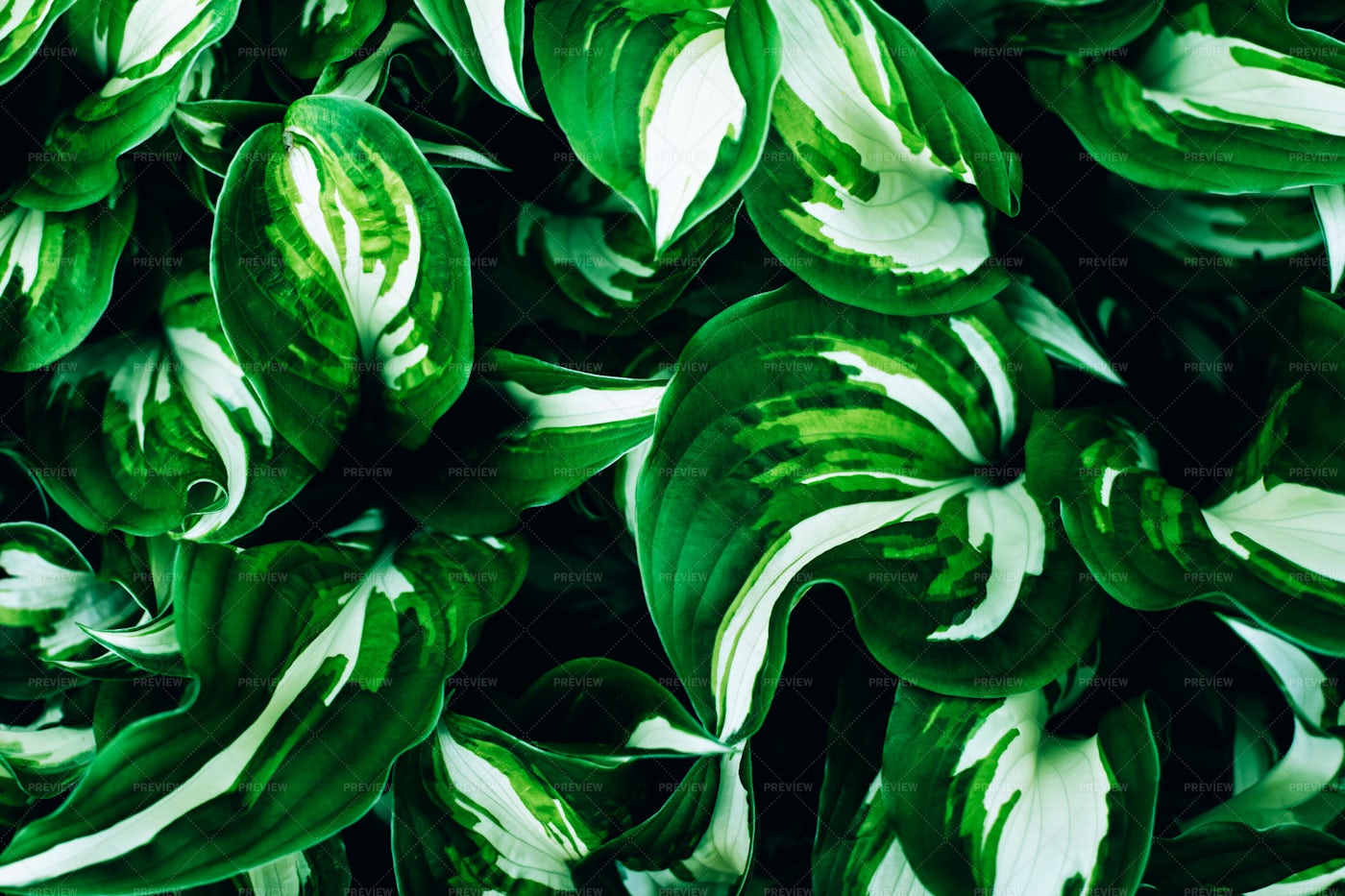 Green Leaves: Stock Photos