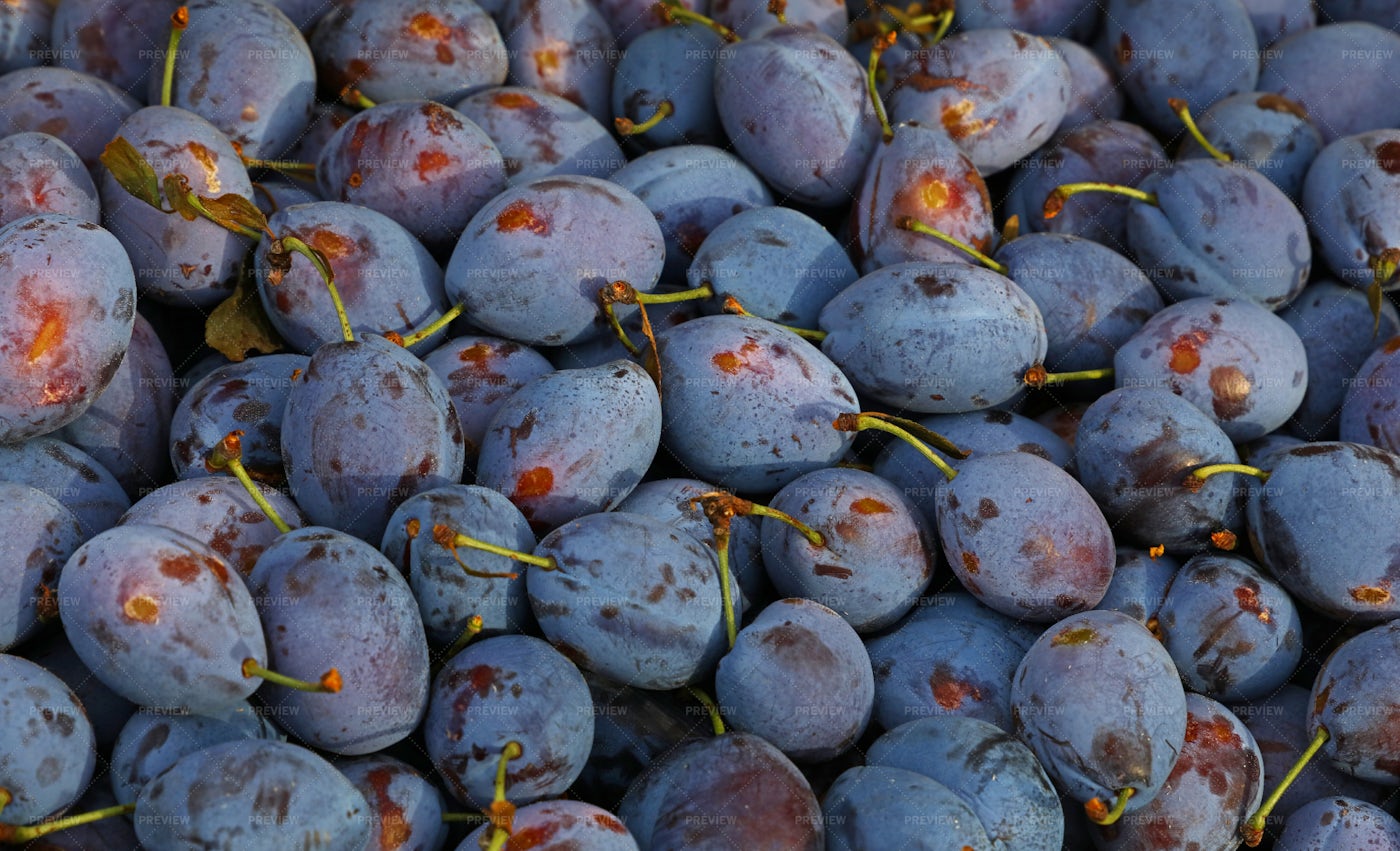 Fresh Ripe Blue Plums: Stock Photos