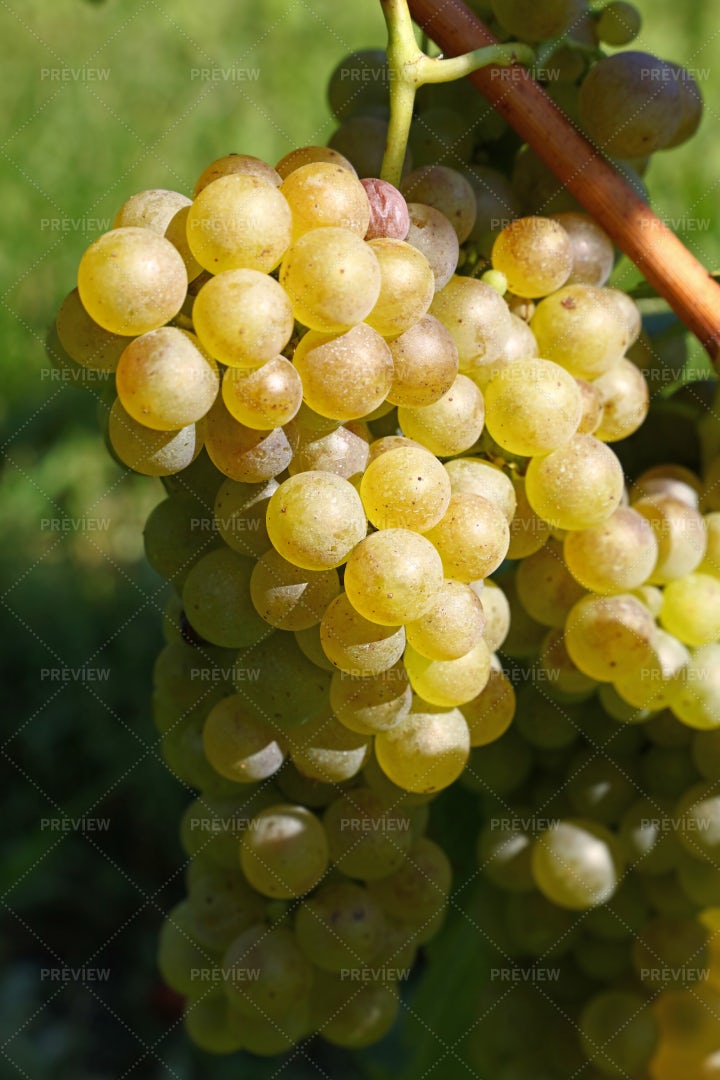 Bunch Of Hanging White Grapes: Stock Photos