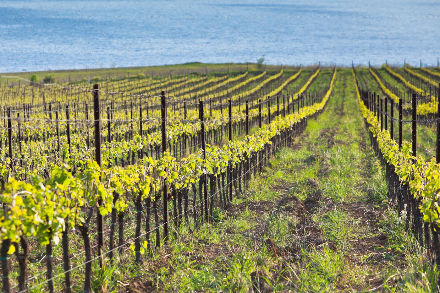 Vineyards In Italy: Stock Photos