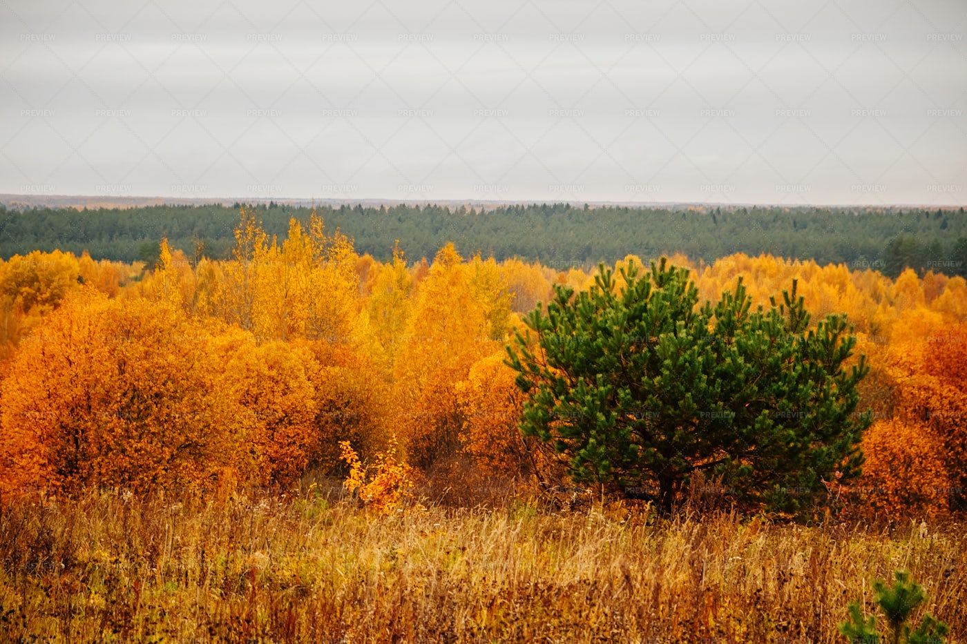 Autumn Forest On A Cloudy Day: Stock Photos