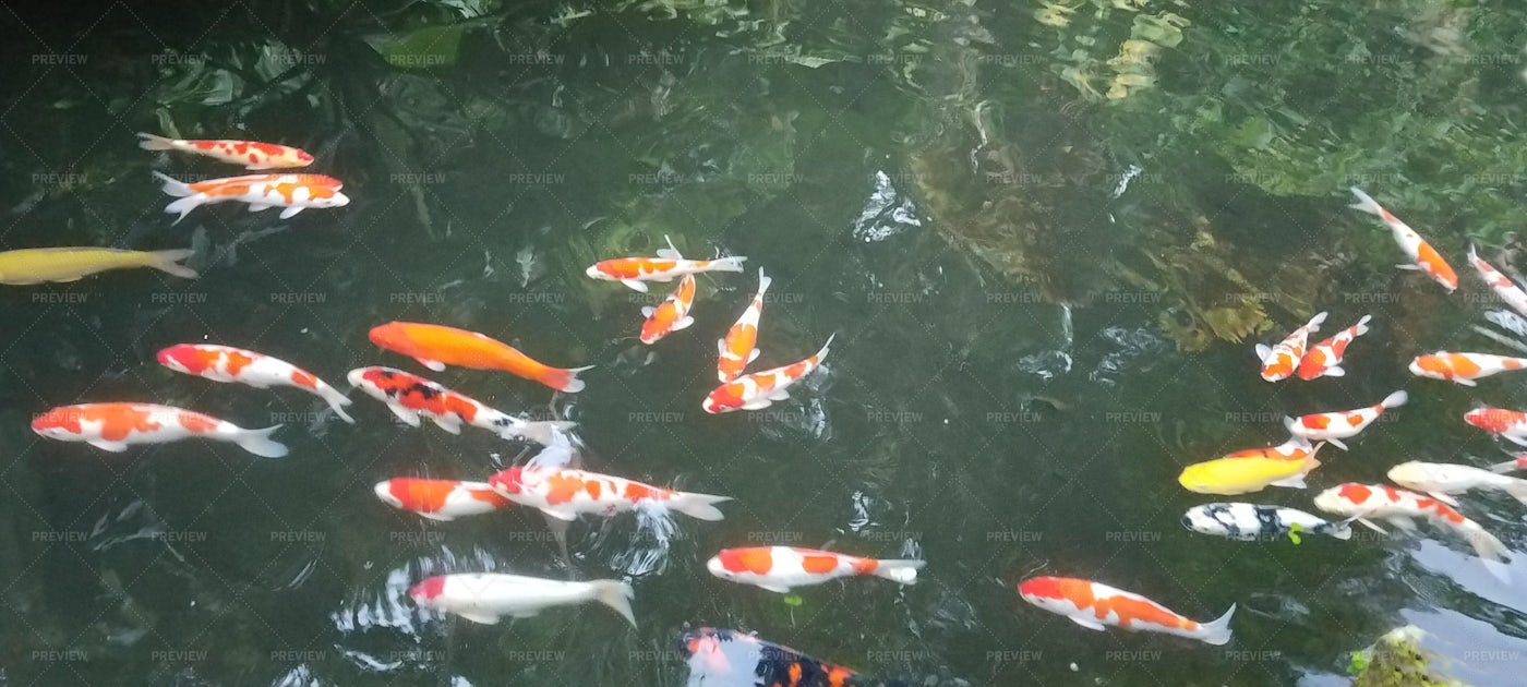 Koi Fish Pond: Stock Photos