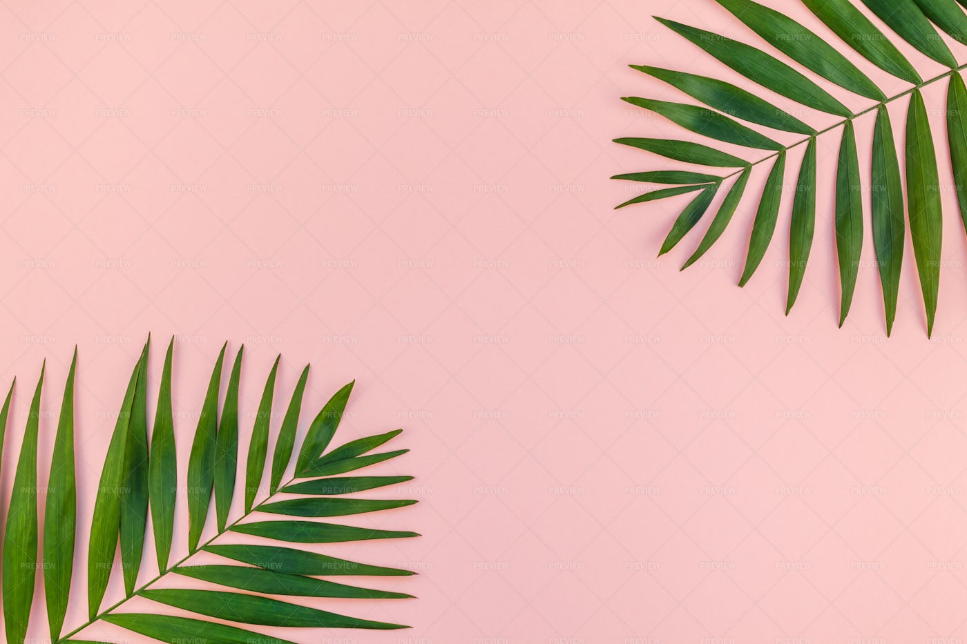 Tropical Leaves On Pink - Stock Photos | Motion Array