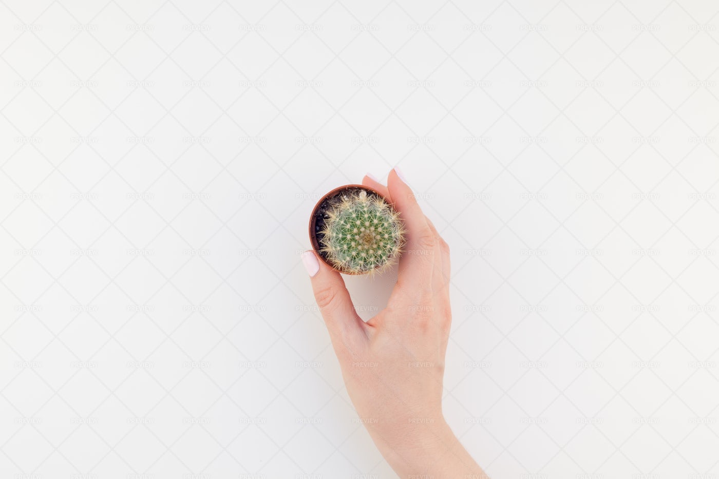 Hand Holding Cactus: Stock Photos