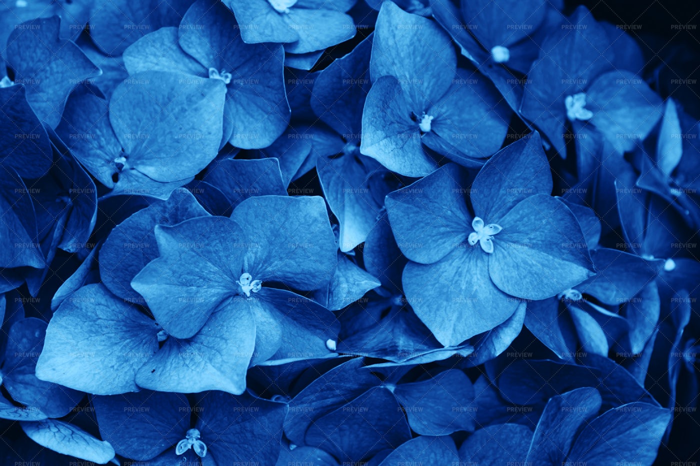 Blue Hydrangea Flowers: Stock Photos
