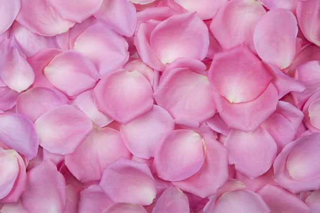 Bright Pink Small Natural Rose Petal Sample - Real Flower Petal