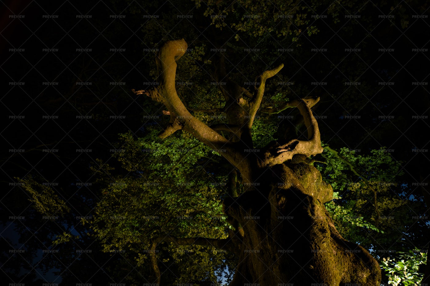 Tree In The Dark: Stock Photos