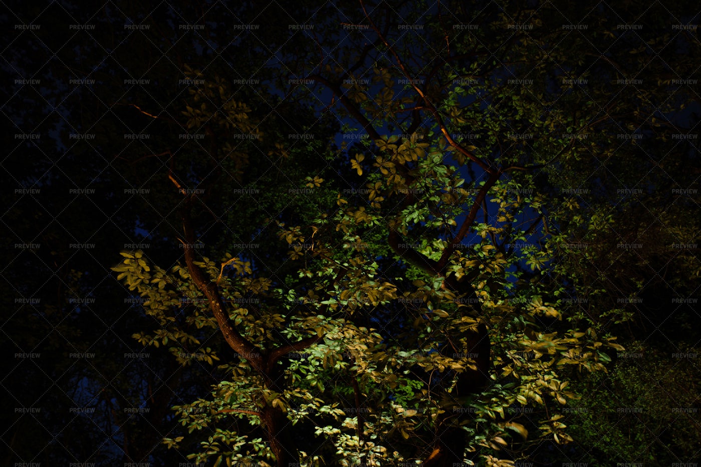 An Illuminated Tree: Stock Photos