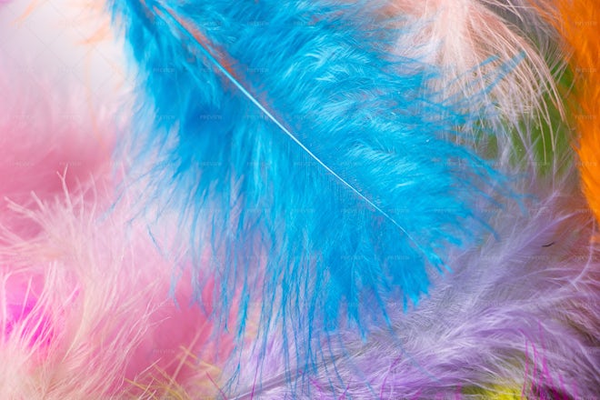 Bright Feathers Background Stock Photo - Download Image Now - Feather,  Multi Colored, Red - iStock