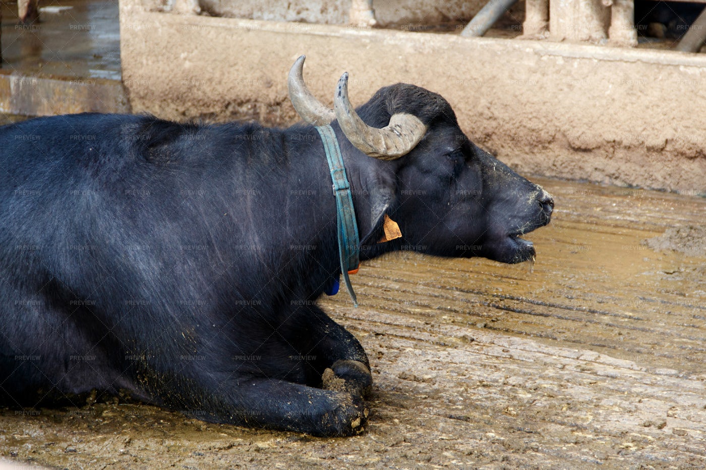 A Breeding Buffalo: Stock Photos