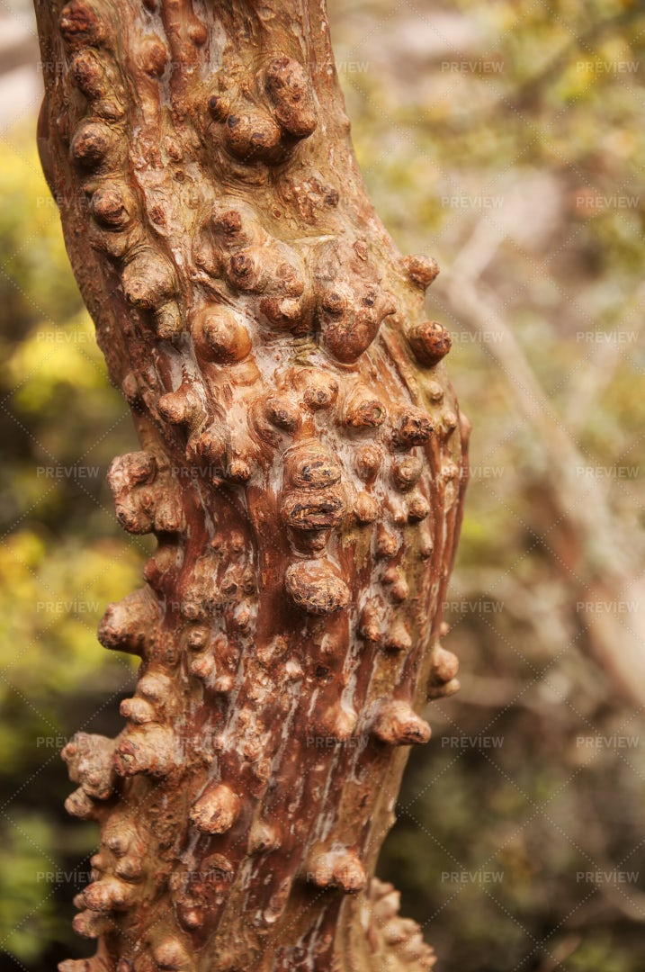 Tree Bark In China: Stock Photos