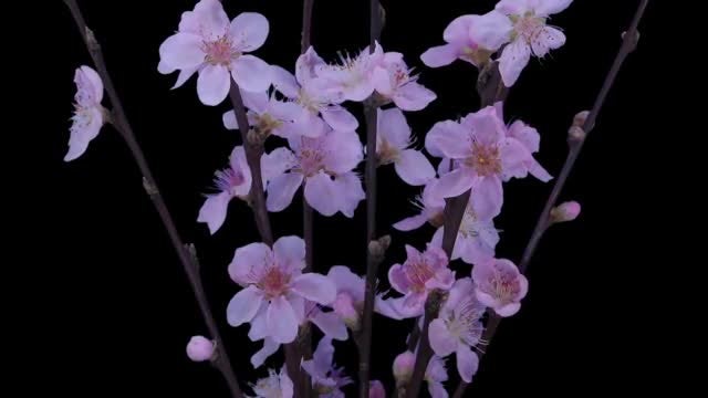 Cherry Willow Branch Blooming: Stock Video