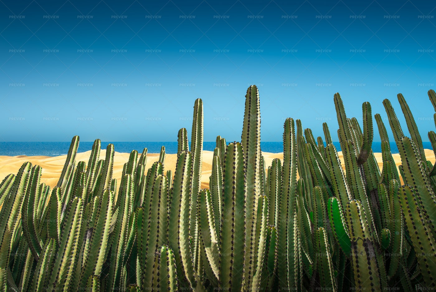 Dunes With Cactus: Stock Photos