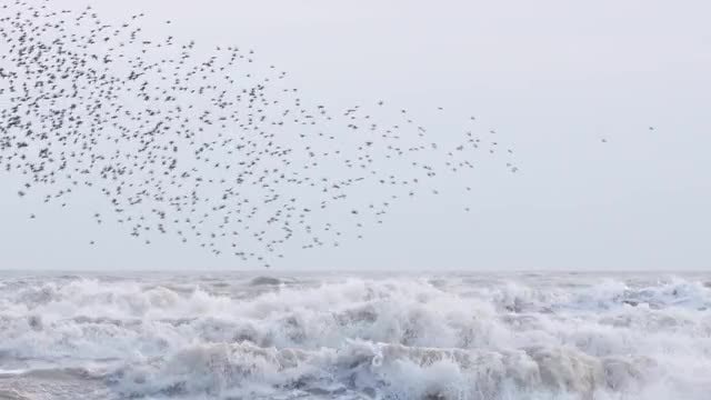 Starlings Flying Above Turbulent Ocean: Stock Video