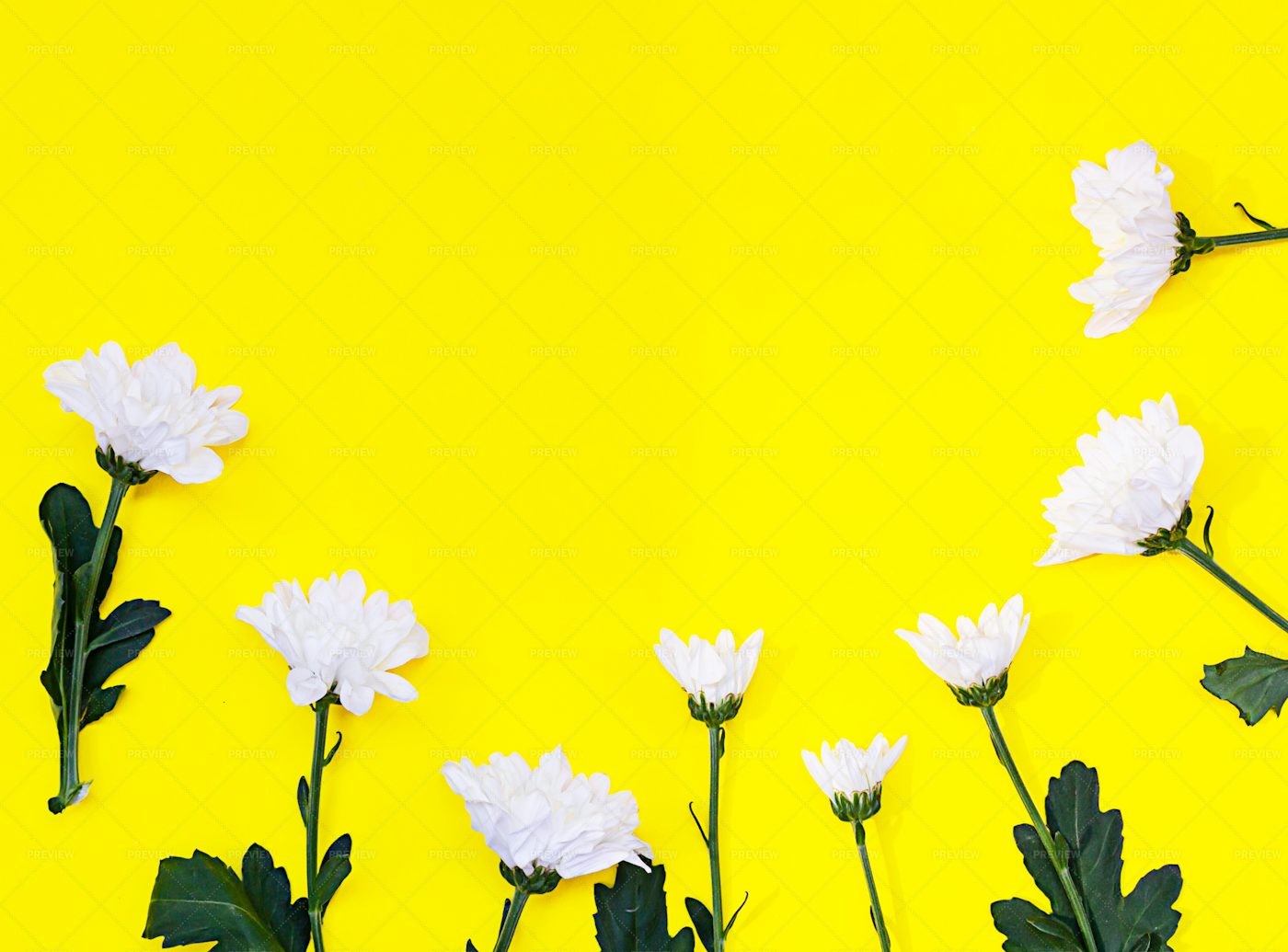 White Chrysanthemums Background: Stock Photos