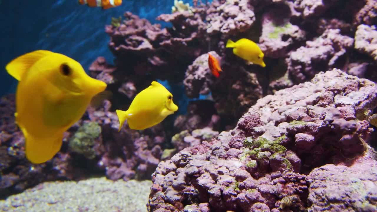 the fish is swimming
