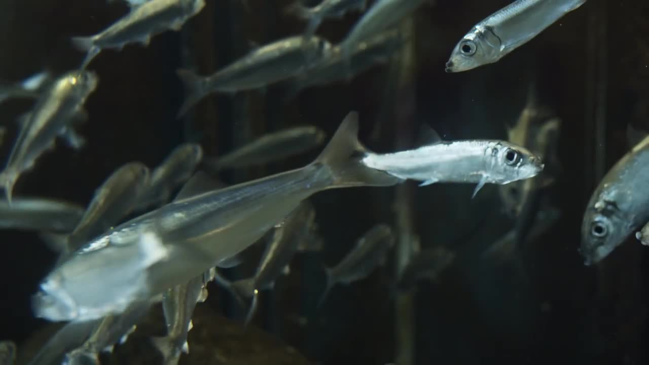 Anchovies Swimming In Dark Water Stock Video Motion Array