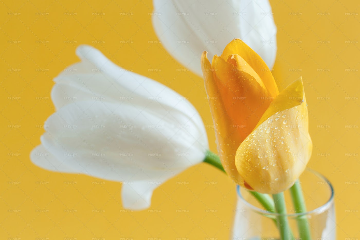 Yellow And White Tulips: Stock Photos