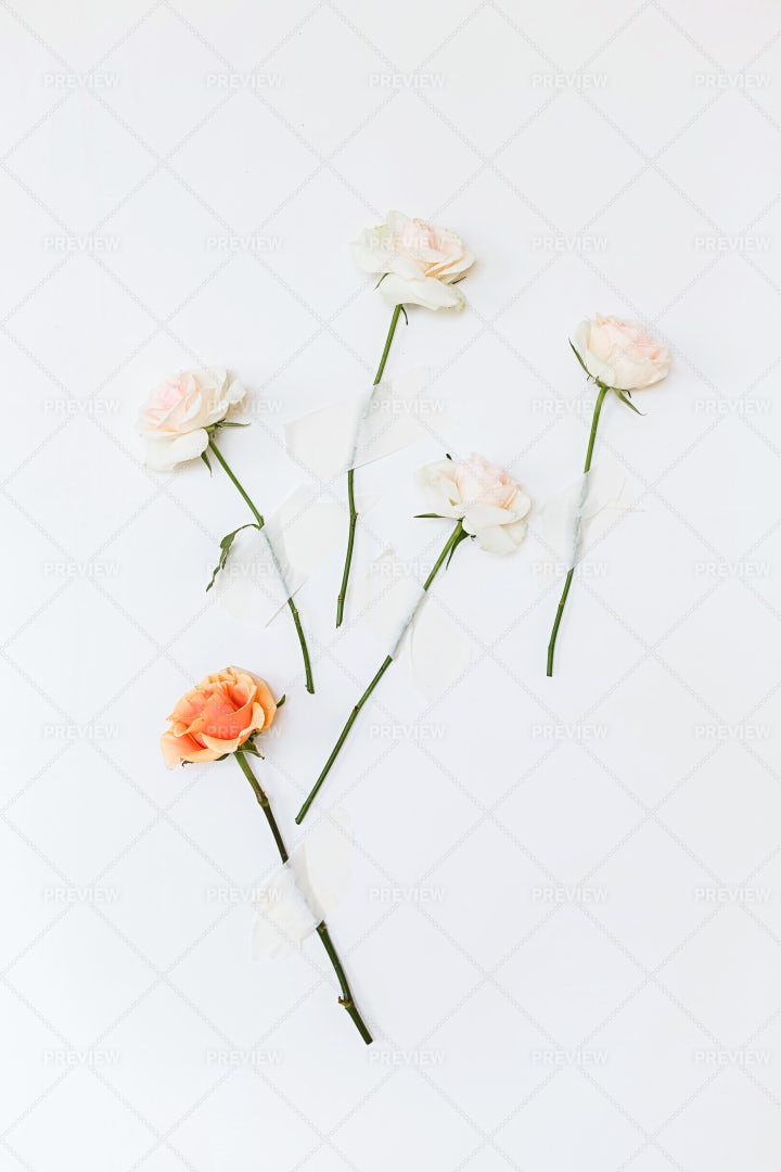 Pink And White Roses: Stock Photos