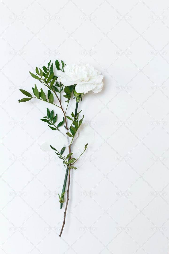 One Carnation: Stock Photos