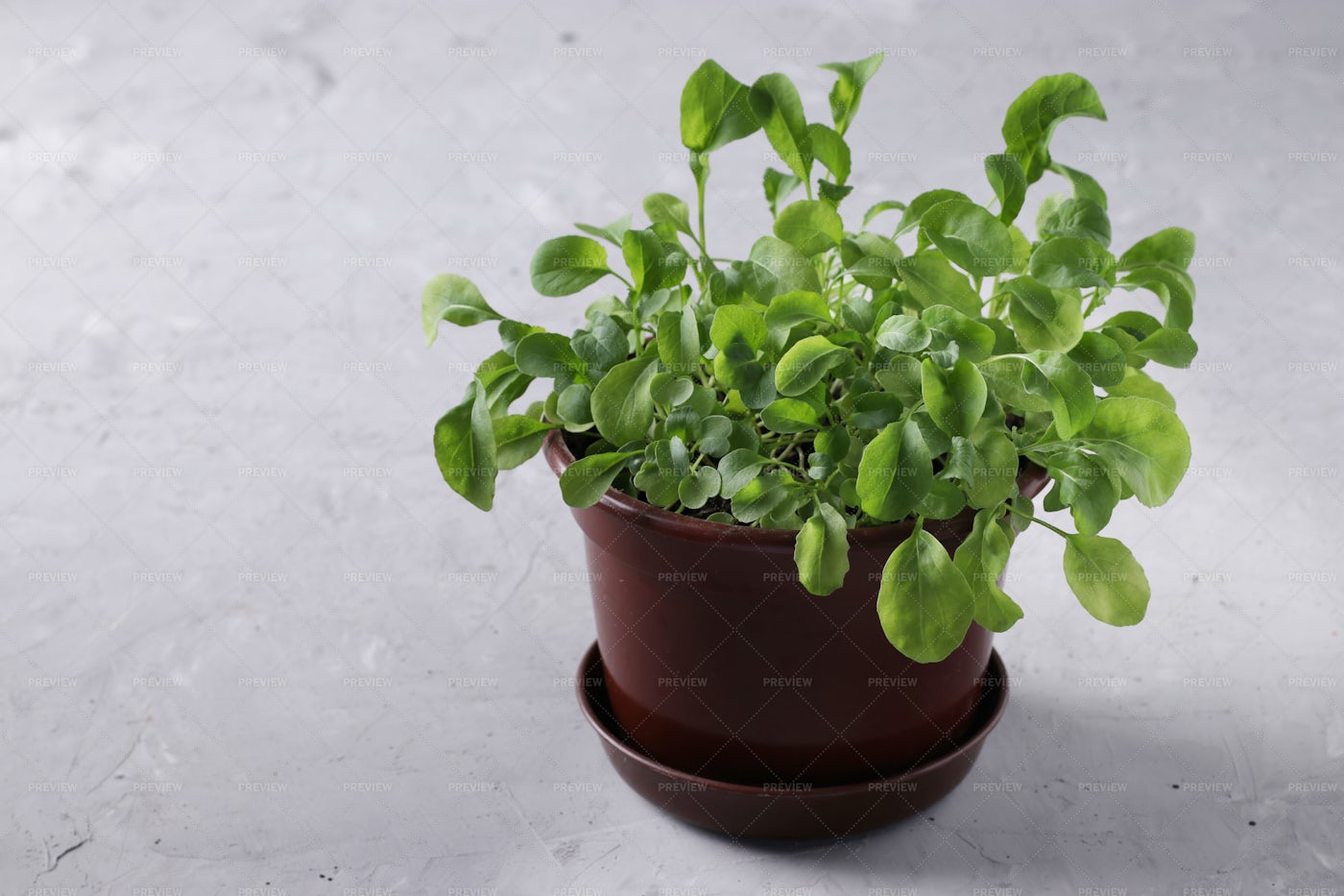 Arugula In Brown Pot: Stock Photos