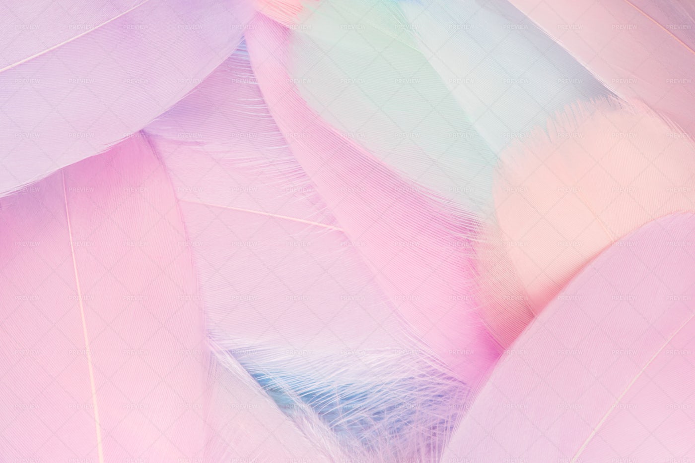 Pastel Colored Feathers: Stock Photos