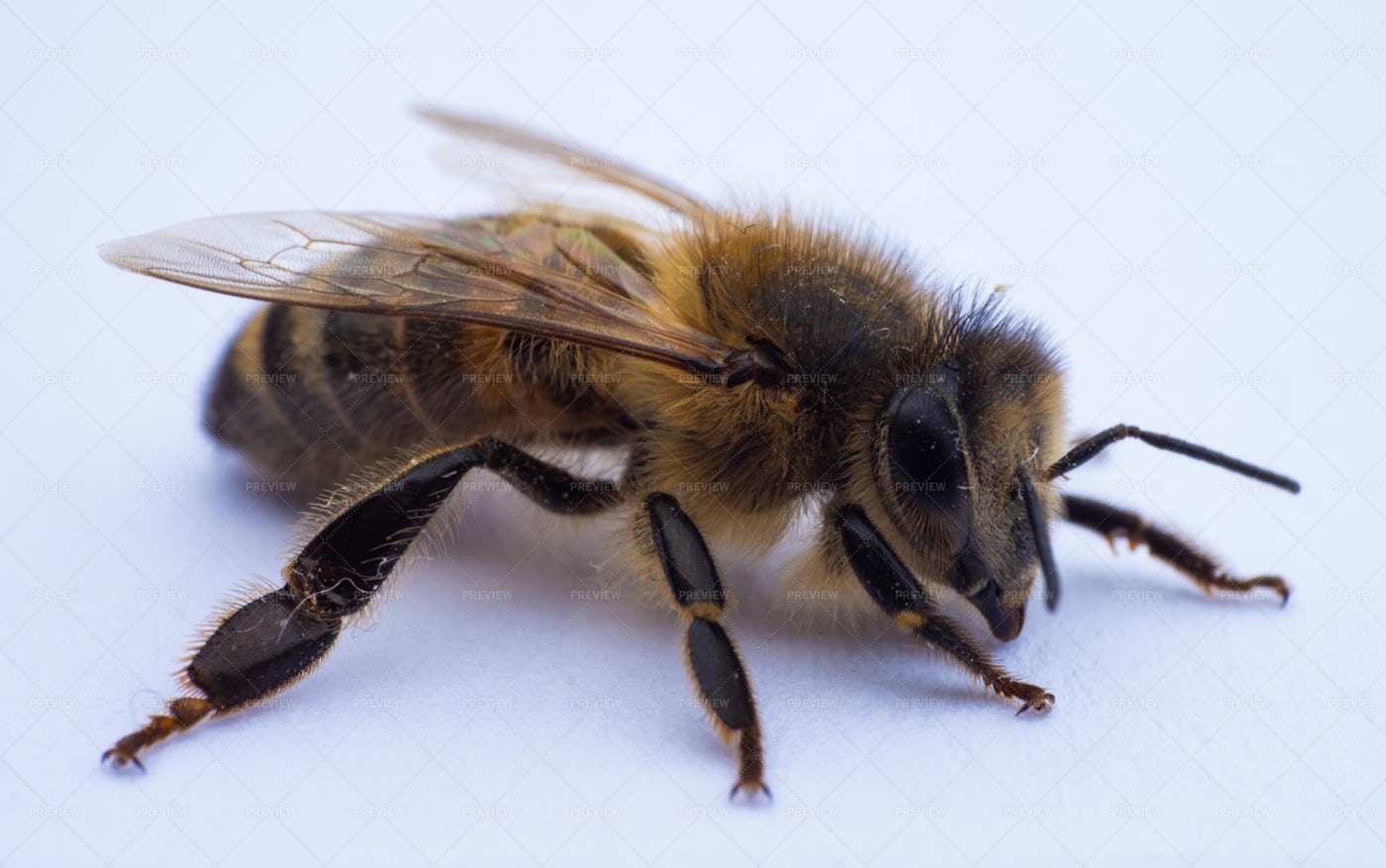 Bee Macro: Stock Photos