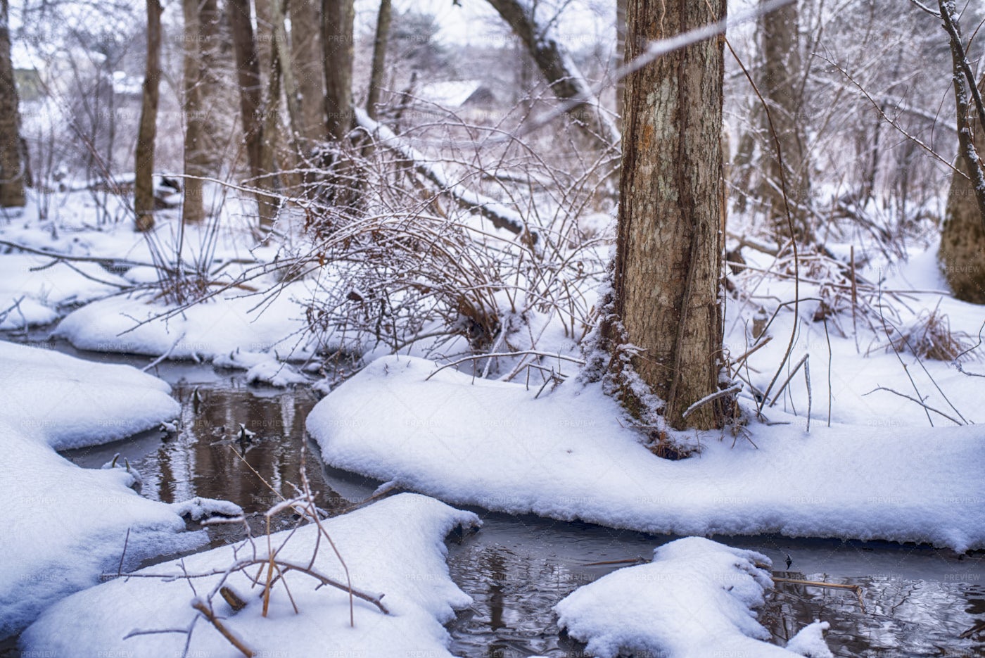 Snowy Winter Forest Stream: Stock Photos