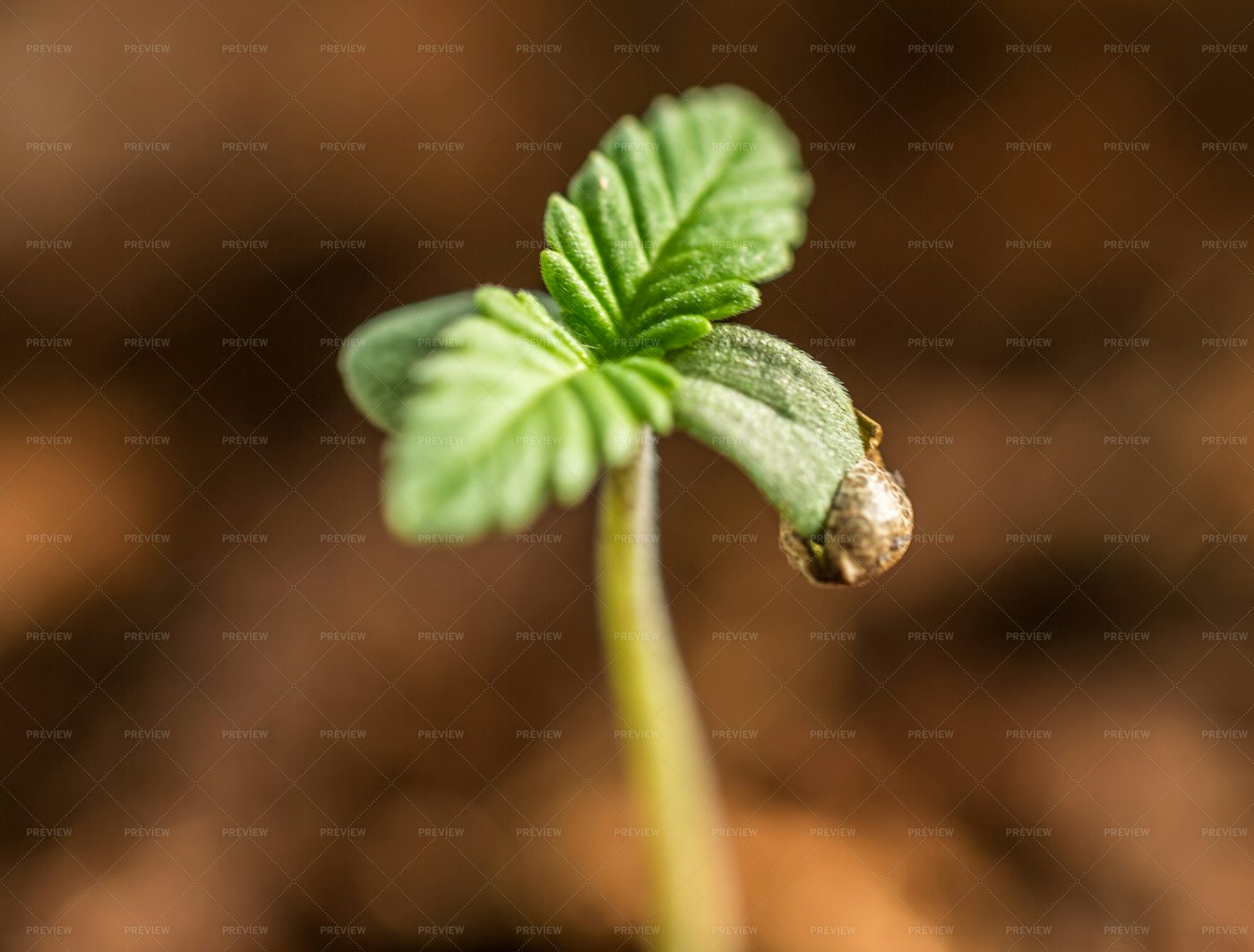 Cannabis Seedling: Stock Photos