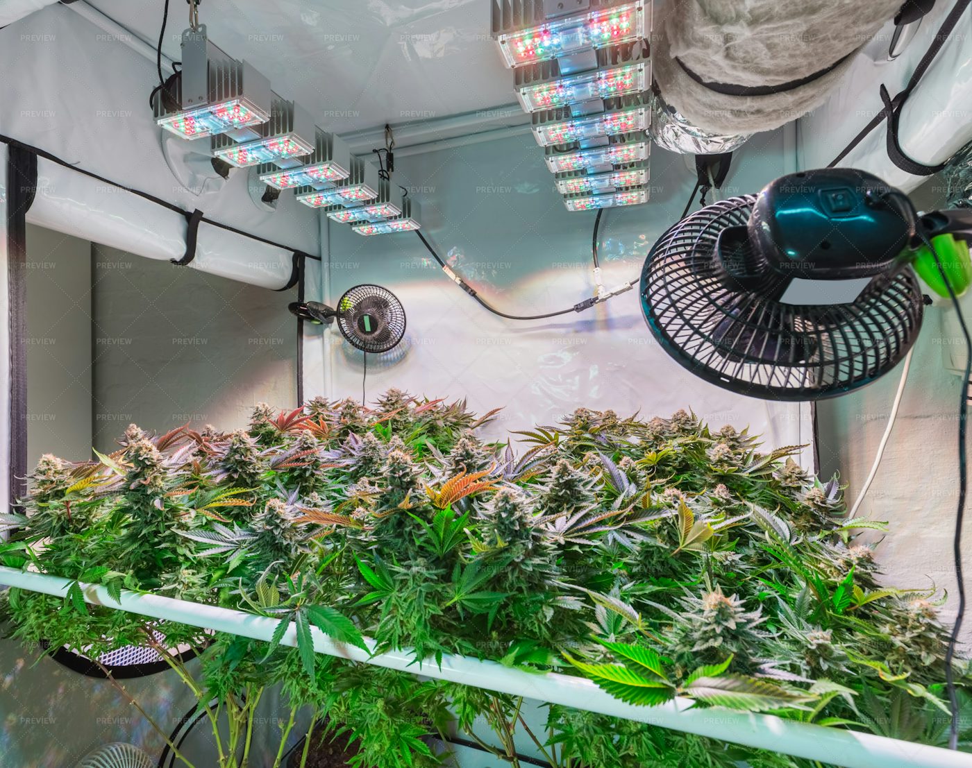 Indoor Cannabis Plantation - Stock Photos | Motion Array