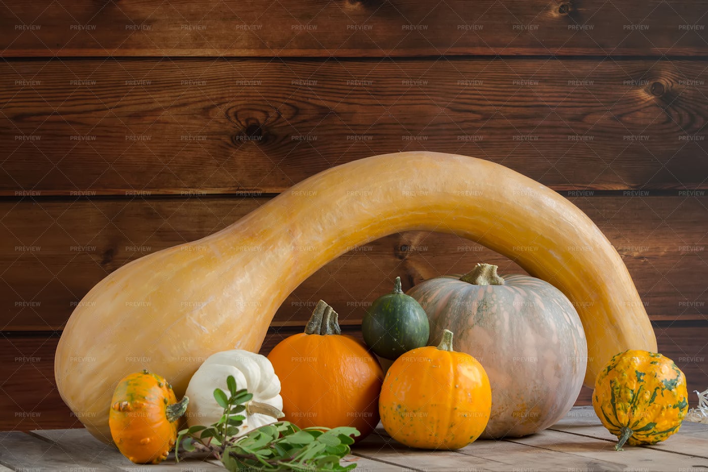 Pumpkin Harvest: Stock Photos