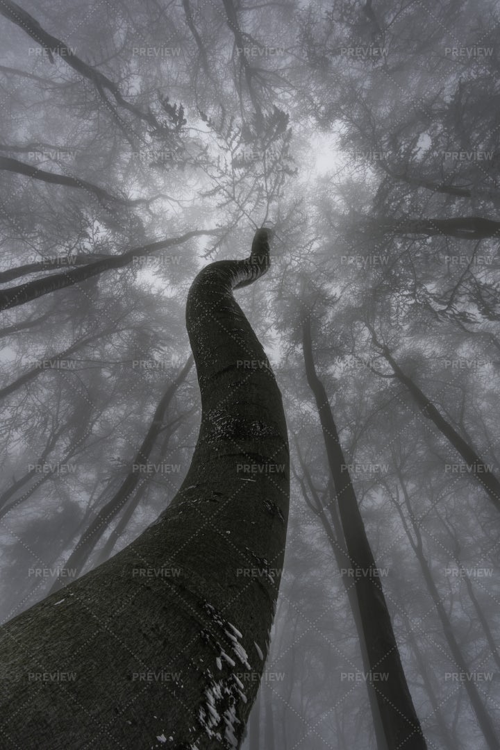 A Tall Winter Tree: Stock Photos