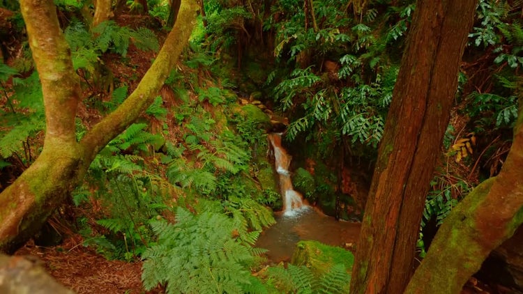 Caldeira Velha Park In Azores: Stock Video