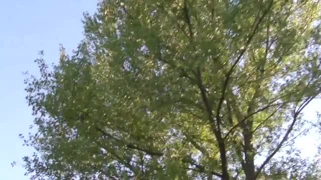 Beautiful Trees Low Angle: Stock Video