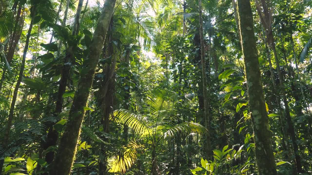 Dense Forest In Brazil - Stock Video | Motion Array